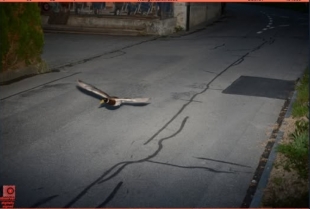 Uhvati me ako možeš: Patka preleće radar 52 km/h — sedam godina zaredom